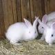 Составляем бизнес-план по разведению кроликов в домашних условиях